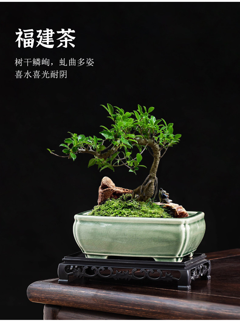 禅意福建茶盆景盆桌面摆件长方形老桩绿植造景盆客厅大口径陶瓷盆