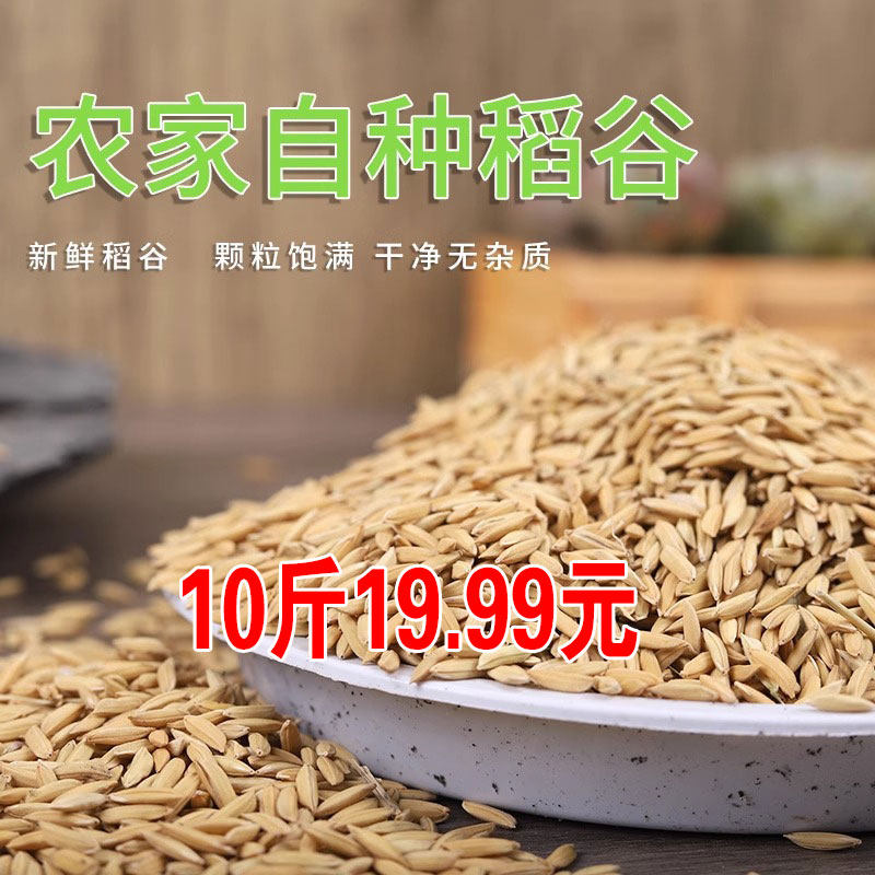 谷子水稻稻子带壳大米粮食稻谷带壳杂粮喂鸡鸭鹅鸽鸟仓鼠宠物饲料