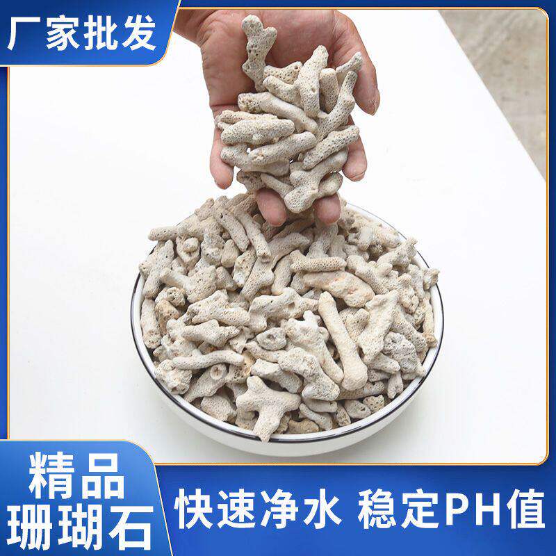 珊瑚石过滤净水滤材海鲜图片