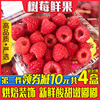新鲜树莓2盒装红树莓覆盆子水果树莓果稀有热带水果树莓鲜果