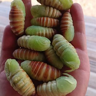 东北特产神仙蛹速冻嫩蚕蛹绿色蚕蛹薄皮柞树蚕蛹神仙蛹鲜活瓶装