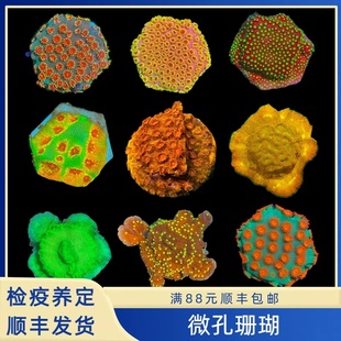 M属微孔豆丁马蹄花森林大火格子脑提灯活体海水鱼珊瑚硬骨