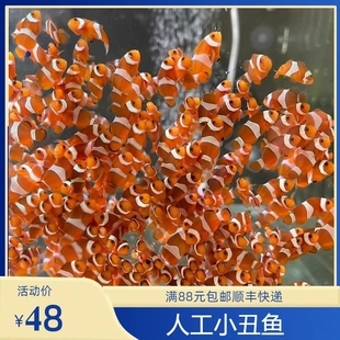 小丑鱼海葵海缸人工繁殖检疫完成好养开口养定