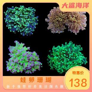 蛙卵珊瑚荧光绿双色金蛙卵海缸新手好养生物大鲨海洋