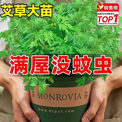 艾草苗驱蚊植物食用香草新鲜好养室内外阳台绿植盆栽防虫小叶艾蒿