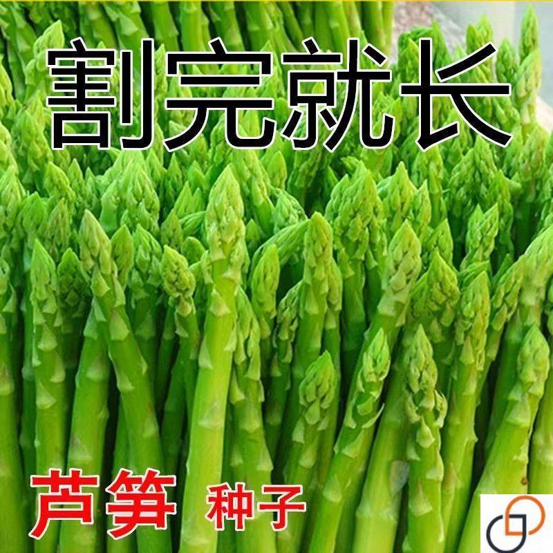 芦笋四季种植蔬菜之王进口绿芦笋种籽抗热耐寒高营养蔬菜