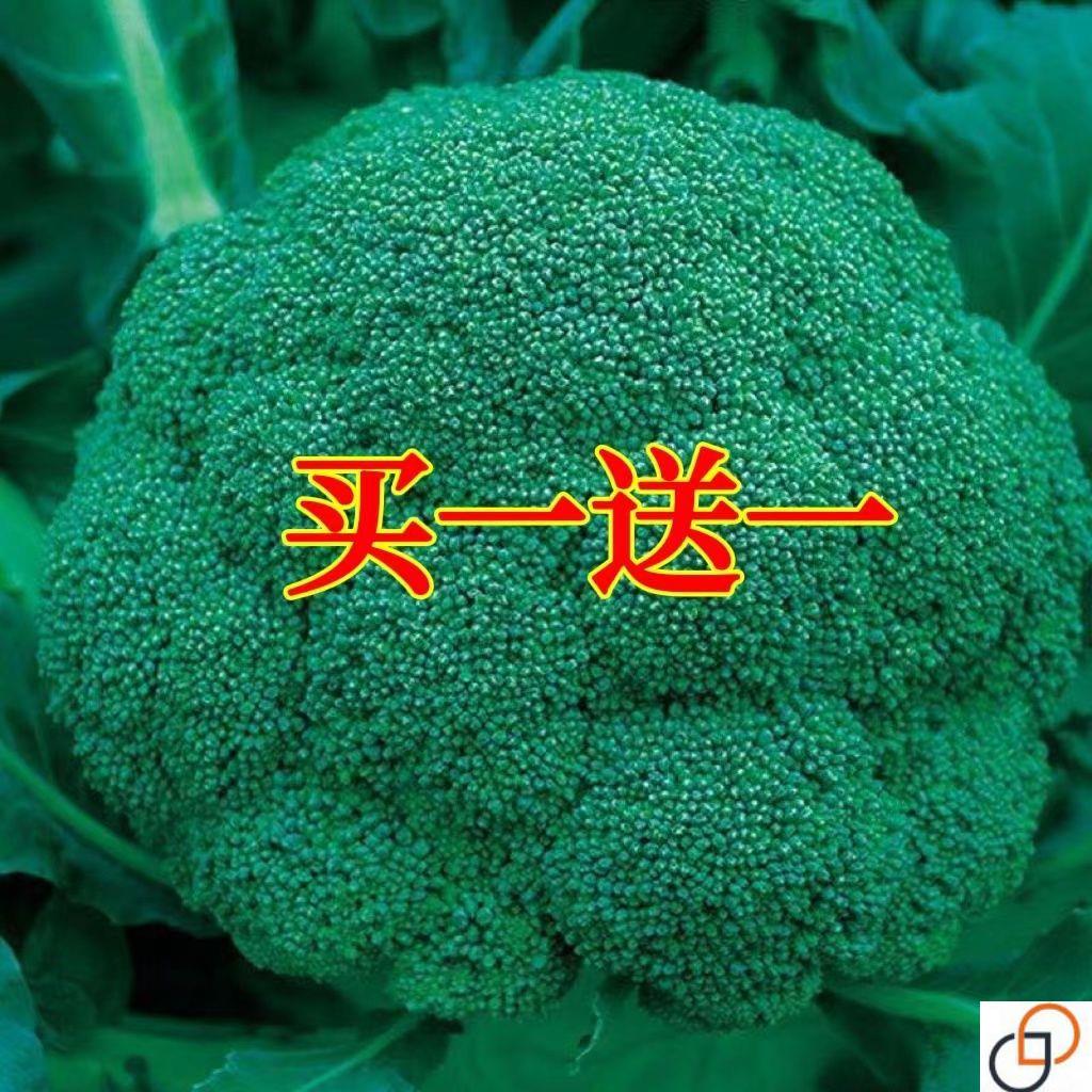 西兰花种籽春秋季花椰菜蔬菜种孑高产耐寒绿菜花四季青花菜种