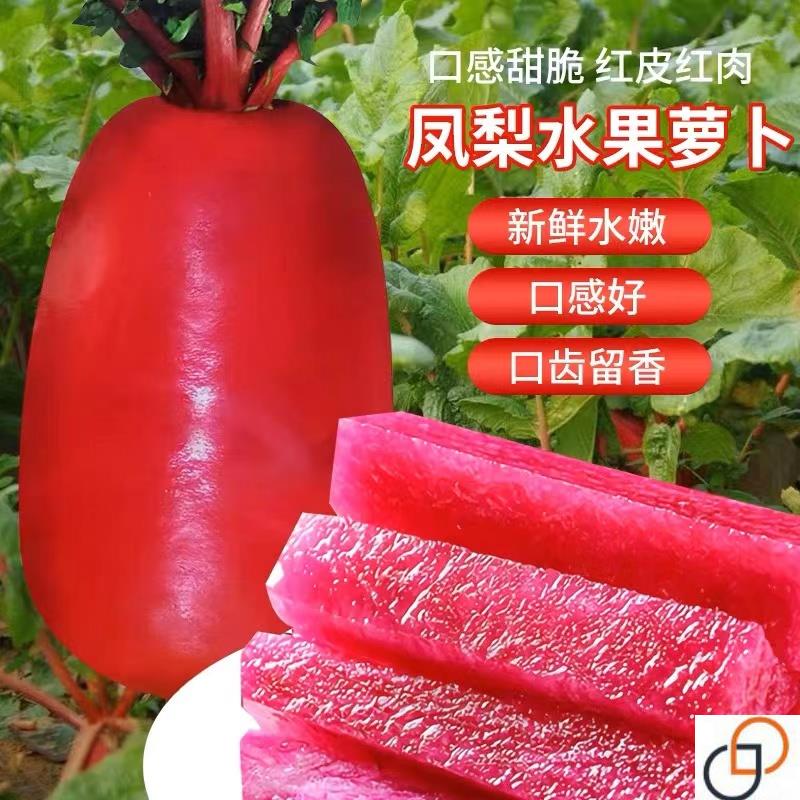 高端凤梨水果萝卜种子红皮红肉种籽四季甜脆蔬菜种子紫美人红萝卜