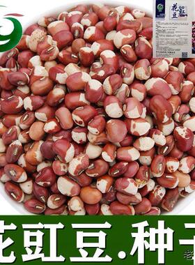 花豇豆种子豇豆江豆煮粥花豇豆种子煮粥爬豆高产花江豆价
