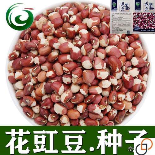 花豇豆种子豇豆江豆煮粥花豇豆种子煮粥爬豆高产花江豆价