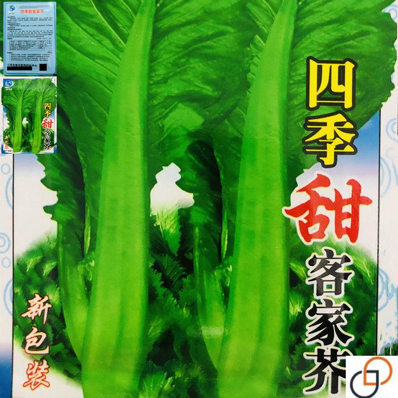 四季客家芥菜种子正宗甜芥菜大宽叶夏秋农家菜园青菜原装蔬菜种籽