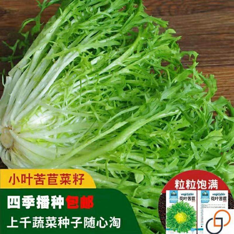 苦苣种子苦菊菜籽种芽盆栽蔬菜种孑种籽春秋冬季四季播生菜青菜