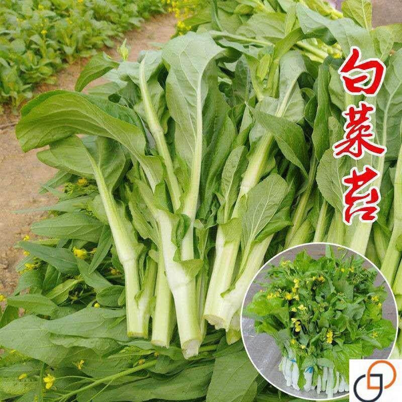 早熟甜脆多芽白菜苔杂交早熟高产侧芽多味甜软白菜心蔬菜