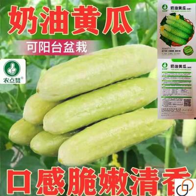 奶油黄瓜种子白玉青瓜春季秋季高产四季盆栽特色甜脆水果黄瓜种籽