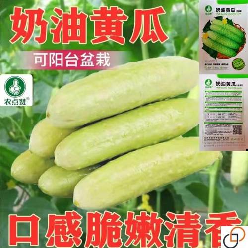 奶油黄瓜种子白玉青瓜春季秋季高产四季盆栽特色甜脆水果黄瓜种籽
