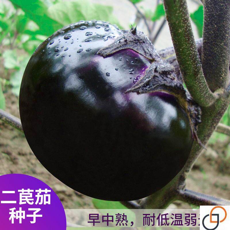 二苠茄种子特大特黑耐盐碱耐高温茄子种籽圆茄高产春夏秋蔬菜种孑