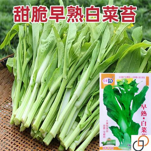 甜脆白菜苔种子甜苔菜心种孑早熟高产侧芽多味甜软白菜心蔬菜种籽