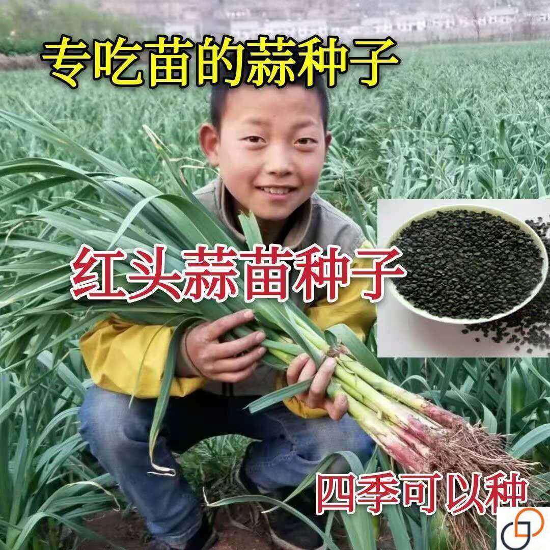 红头香蒜一年四季硬叶蒜苗三茬连续可种植种籽蒜种子阳台高产抗病