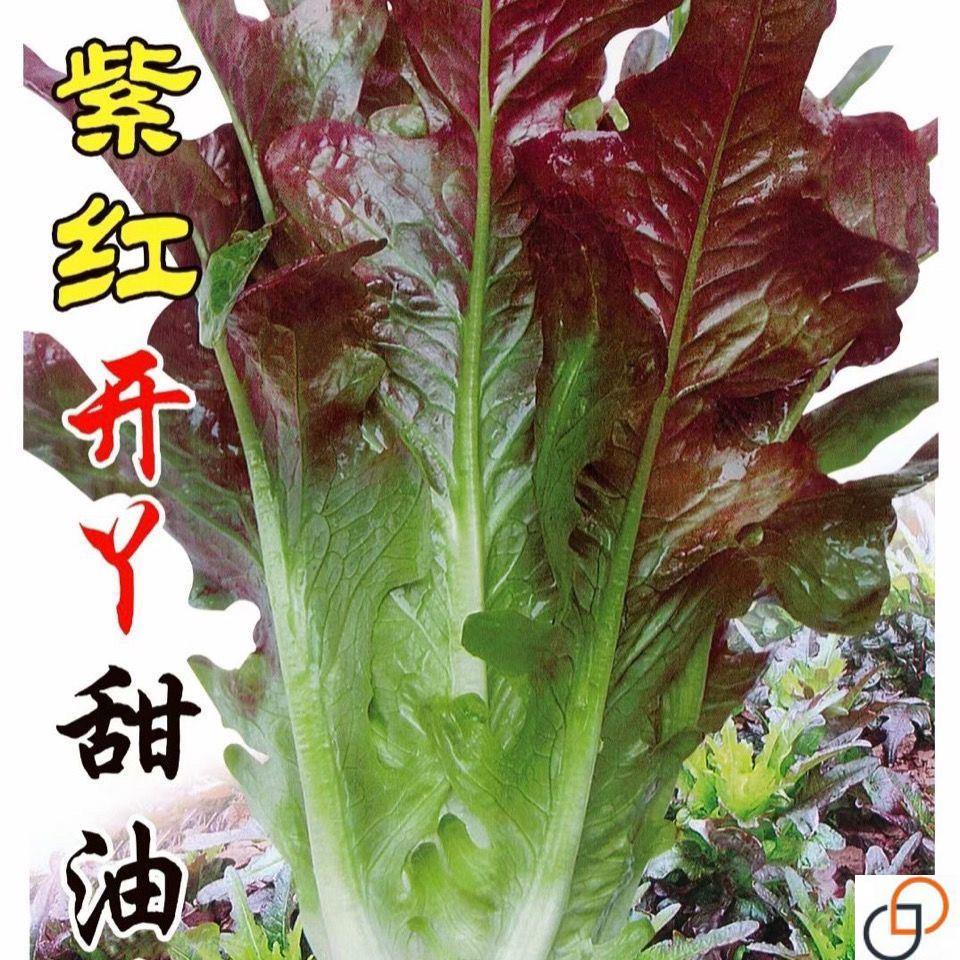 紫红开叉油麦菜种子红尖叶甜麦菜四季播耐热无速生叶子菜红麦菜