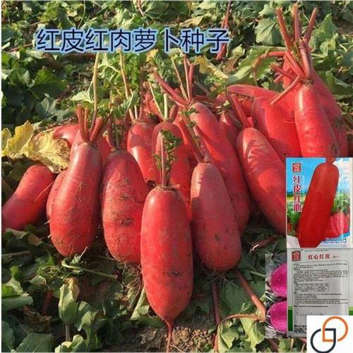 红心红皮萝卜胭脂红透心红甜脆萝卜籽四川腌制泡萝卜田园蔬菜