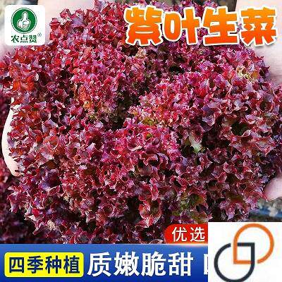 紫生菜种子种籽苗沙拉红叶紫叶紫色阳台盆栽四季蔬菜孑籽种