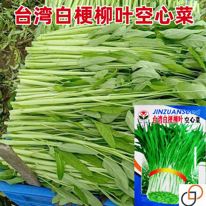 白梗空心菜种子通心菜柳叶种籽南方博白四季蔬菜孑菜籽水上水种植