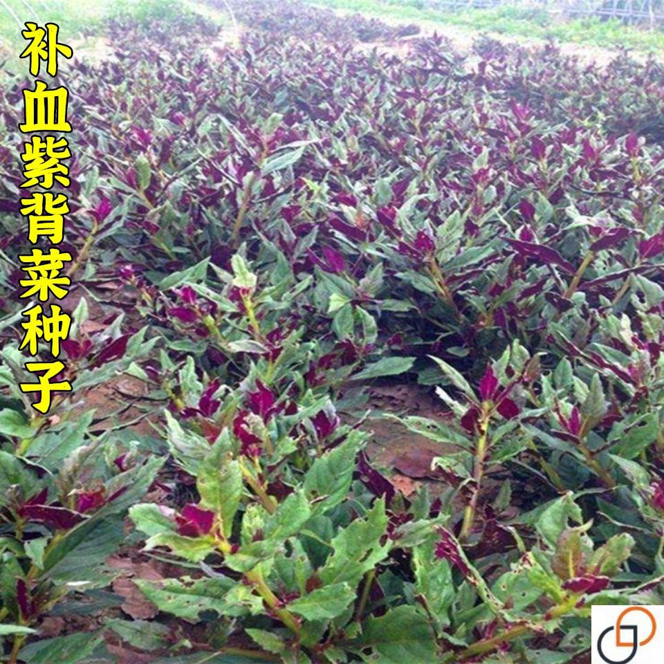 天然补血紫背菜种子天葵血皮菜红凤菜四川特色营养观音菜蔬菜种籽