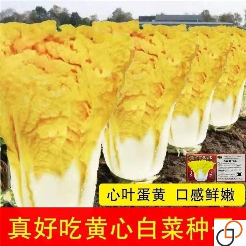 正宗鸡蛋黄白菜种子黄心大白菜早熟抗病高产四季菜籽蔬菜种子大全
