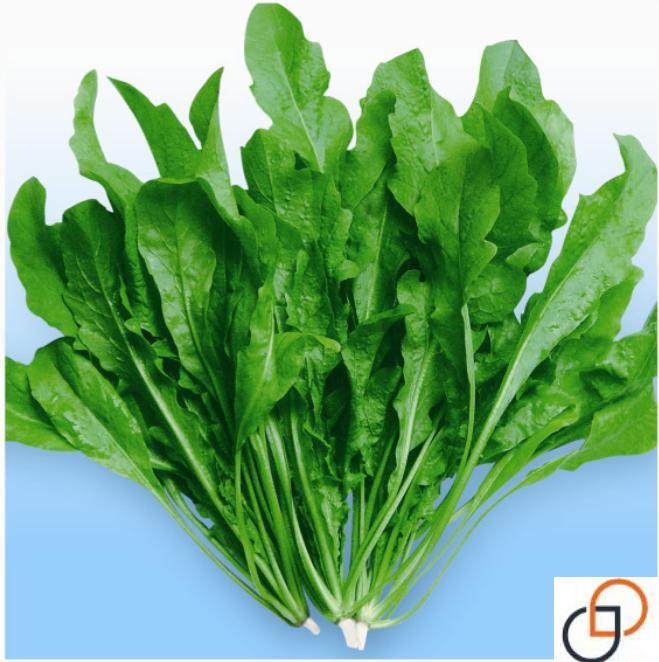 野生荠菜种子野菜清香鲜嫩阳台庭院家庭种植蔬菜 农家地菜