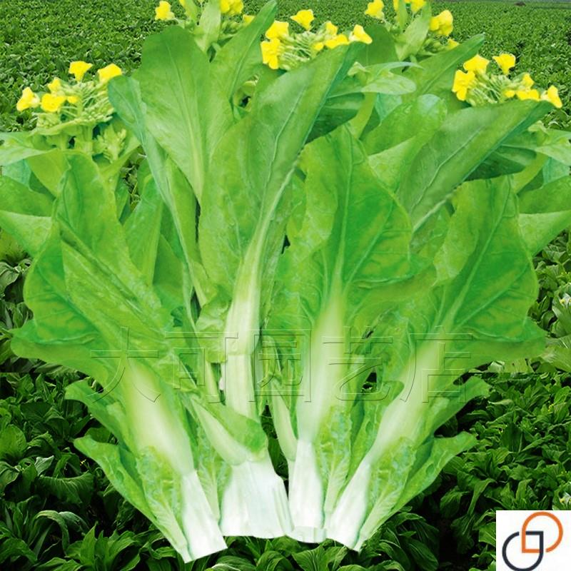 早熟白菜苔种子菜种籽秋冬季种白菜心种孑蔬菜种四季菜薹种籽