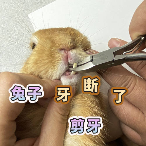 兔子用品大全剪牙钳宠物仓鼠剪牙齿指甲剪新手断牙器猫狗剪牙器