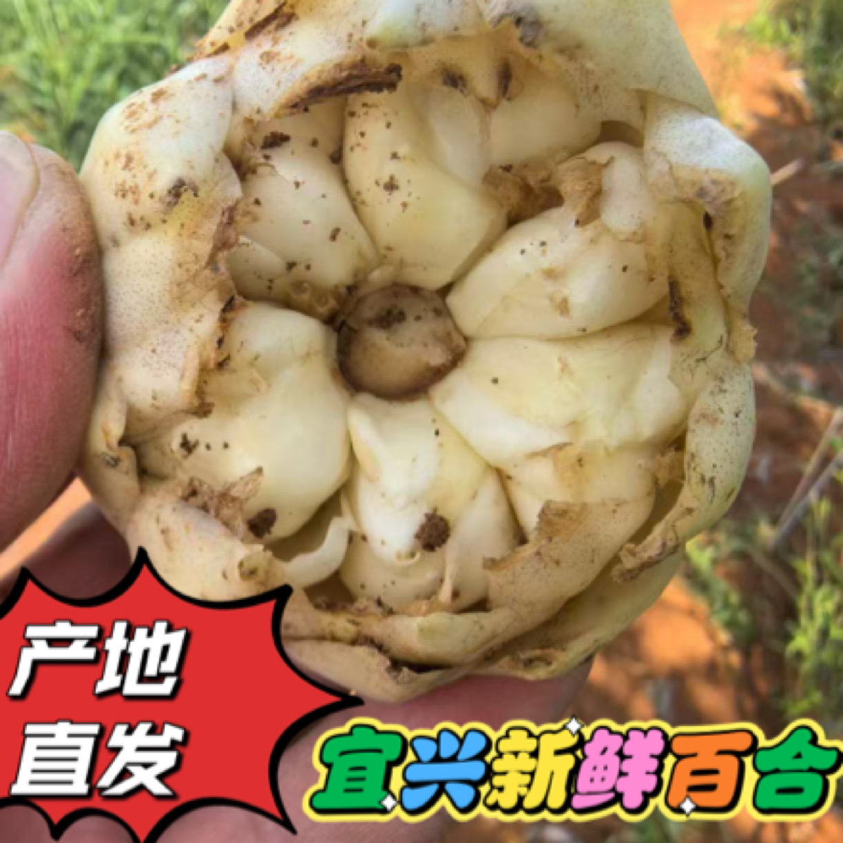 2025宜兴新鲜大百合食用无硫小百合500g1000g2500g微苦