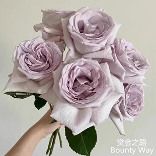 新品赏金之路/紫色布蒂 厄瓜多尔玫瑰 大花切花月季多季开花