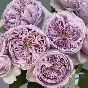 重启/帕里蒂尔日本紫色月季玫瑰花苗浓香切花