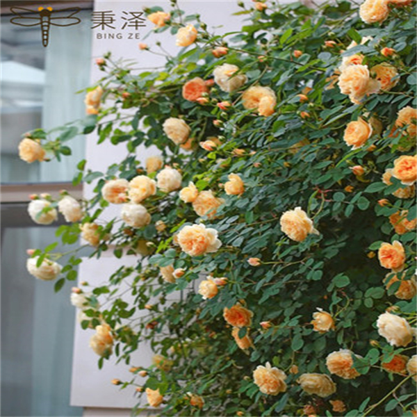 玛格丽特王妃藤本月季扦插花苗盆栽浓香阳台多季开蔷薇爬藤花卉