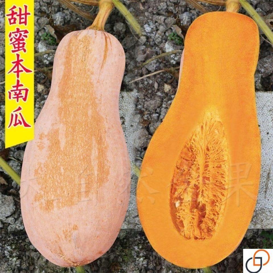 满地爬秘本南瓜种子南瓜种子粉甜面南瓜四季春天高产盆栽蔬菜种子