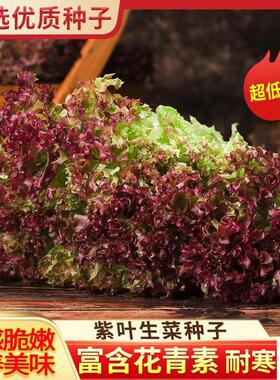 紫叶生菜种子  深紫色沙拉生菜红叶四季阳台小院盆栽种籽高产易种