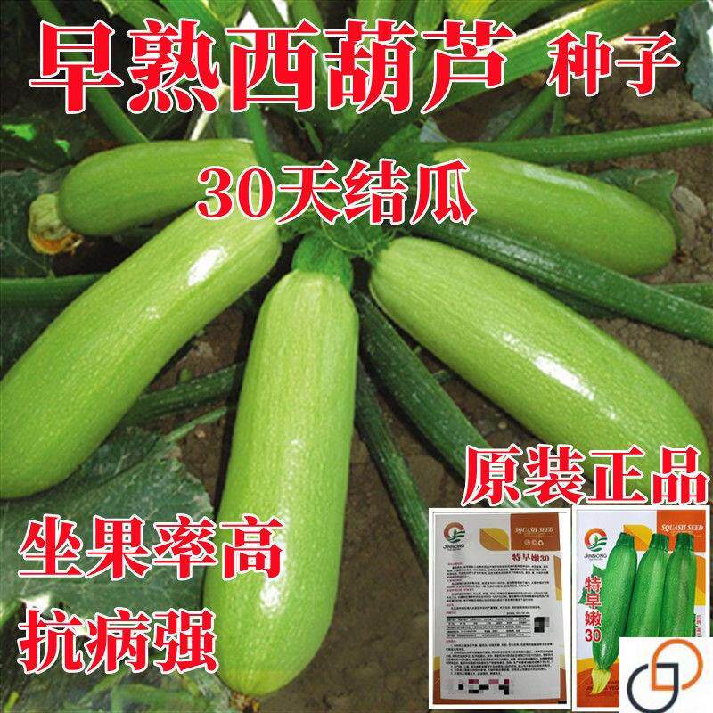 西葫芦种子占瓜种籽阳台盆栽四季香蕉瓜春季苗夏秋季蔬菜种孑大全