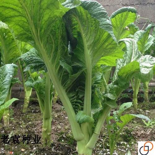 可留种大叶芥菜老品种酸菜籽棒菜蔬菜种孑春夏秋四季播种