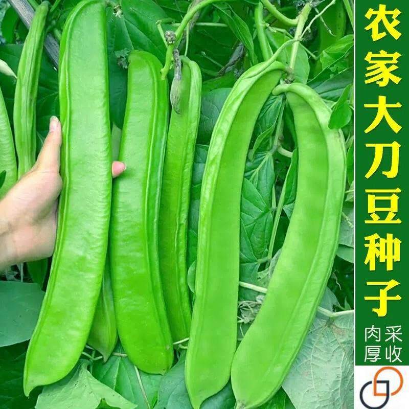 大红刀豆种子孑春季夏季秋季耐热四季蔬菜挟剑豆特长大刀豆角种籽