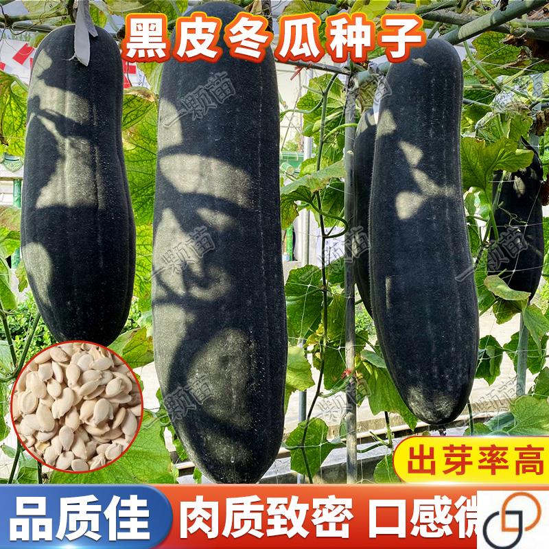 黑皮冬瓜种子 长冬瓜籽种孑高产农家阳台庭院蔬菜种子大全春四季