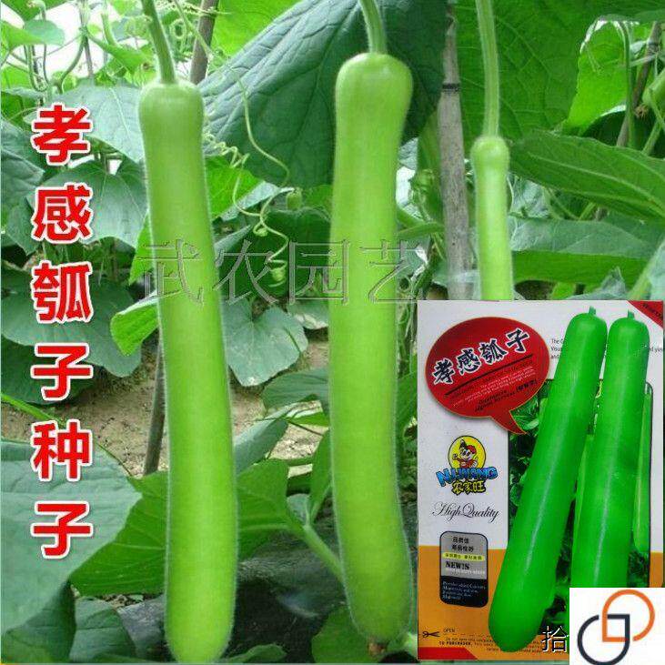 孝感瓠子种子 瓠瓜种子 蔬菜种子春季种 春播庭院蔬菜种子 - 实物图