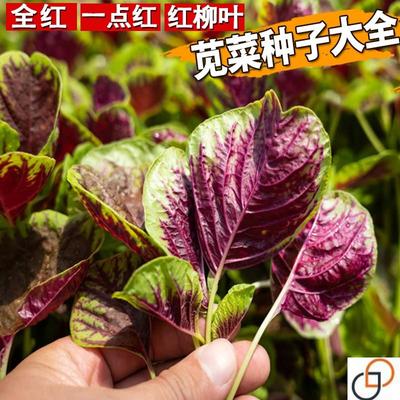 一点红苋菜种籽红柳叶苋菜种子全红苋菜种孑汗菜汉菜种籽四季盆栽