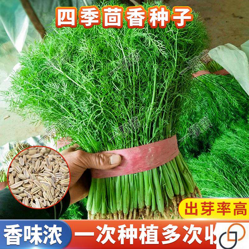 割茬小茴香种子 小茴香菜种籽茴香籽盆栽回香苗庭院阳台蔬菜种植