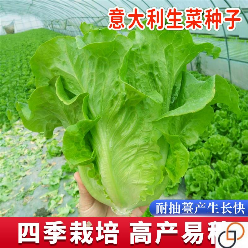 意大利生菜种子大全水培四季生菜种籽孑农家春夏秋冬季菜籽种南方