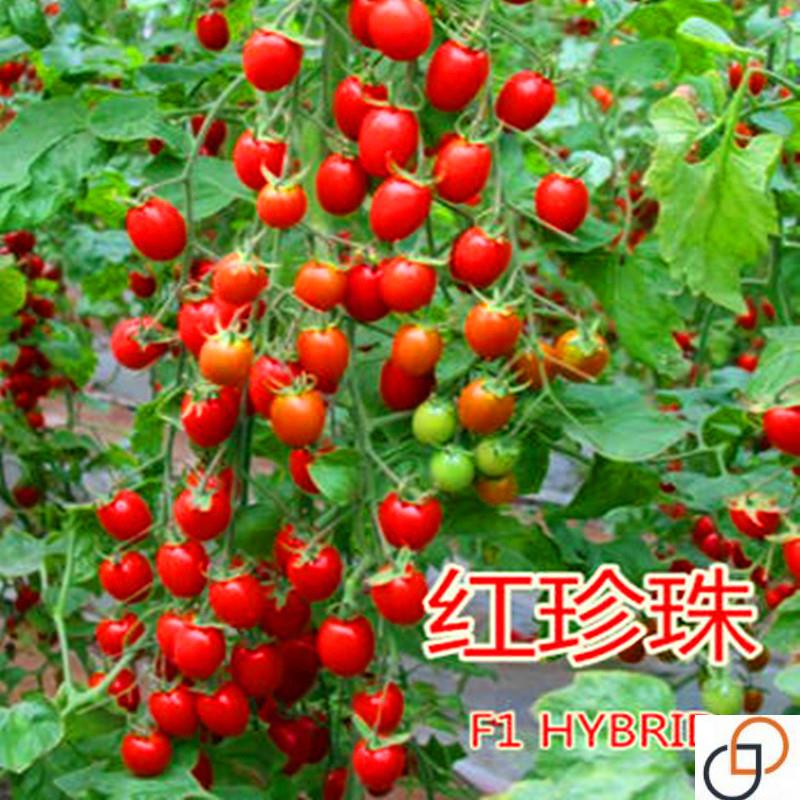 红珍珠番茄种子圣女果春季小西红柿种子千禧籽季农家盆栽蔬菜种孑