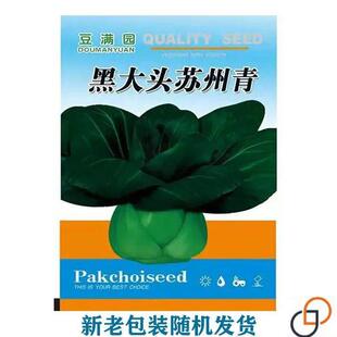 苏州青NOU上黑大头菜籽种青菜种原装大叶黑叶子油亮矮脚海青菜蔬