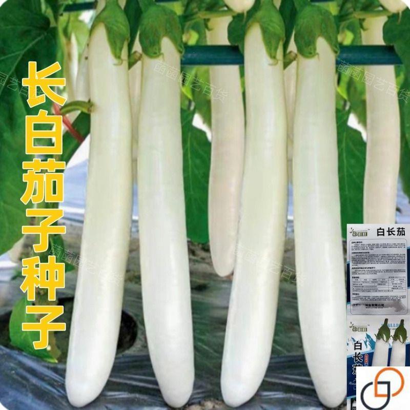 白玉茄早熟高产白长茄子种籽皮薄肉厚白色茄子农家特色蔬菜籽