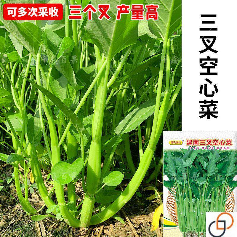 大叶三叉高产空心菜种籽子大田农家庭院四季青菜种子蔬菜种孑籽种
