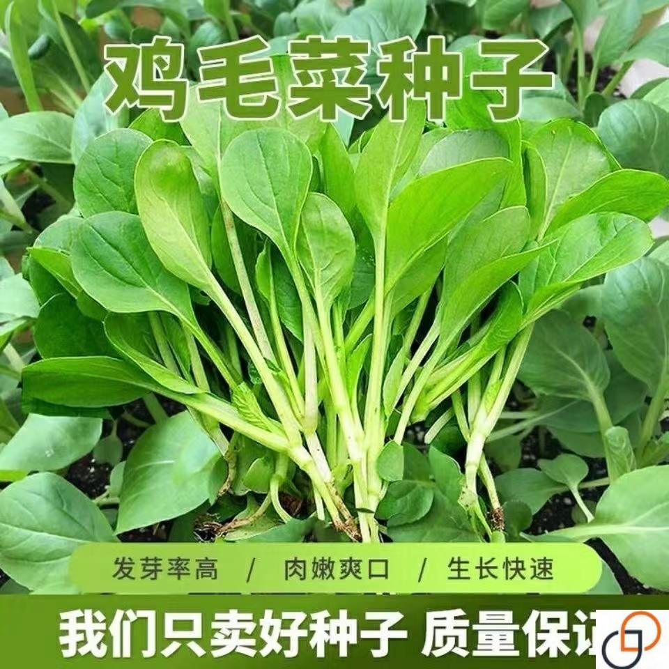 四季鸡毛菜耐寒速生小白菜小青菜小油菜盆栽庭院种植蔬菜高产抗病